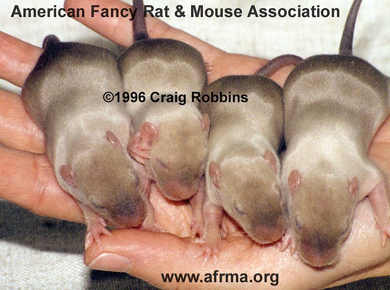 seal point siamese rats